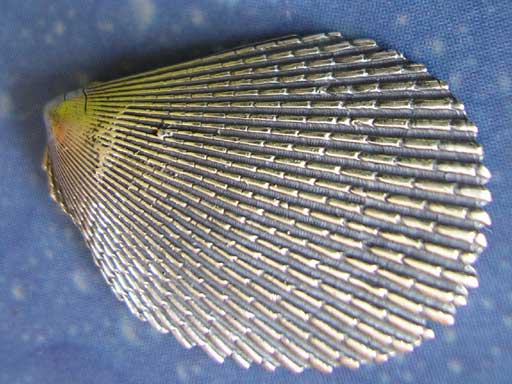 Feilenmuschel Pin