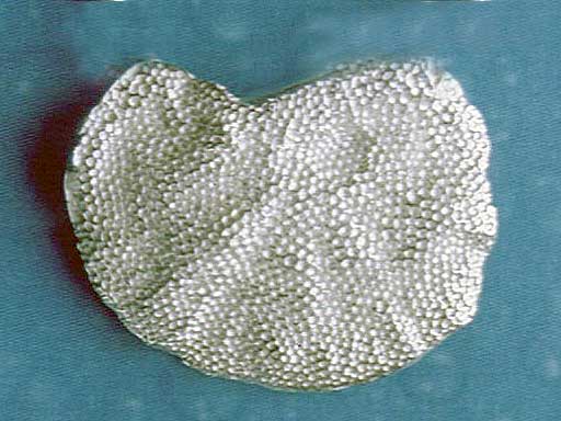 Baumpilz Pin