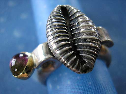 Kauri Muschel Schnecke Taucherschmuck