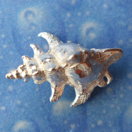 Schmuck Meer Inspiration Hakenschnecke 