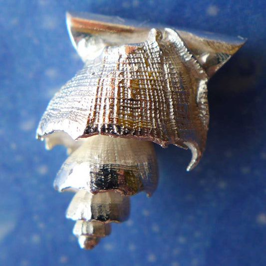Schneckenanhänger Silber Muskatnuss