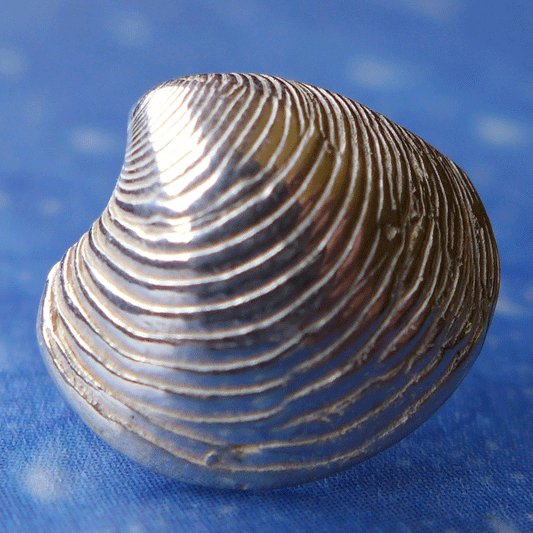 Venusmuschel Silber Ohrstecker Schrift Schmuck