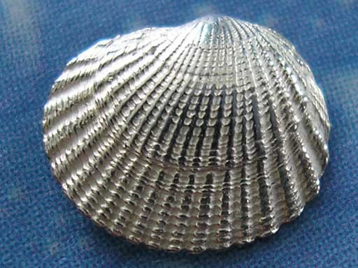 Muschel Ohrschmuck Stecker Punktmond
