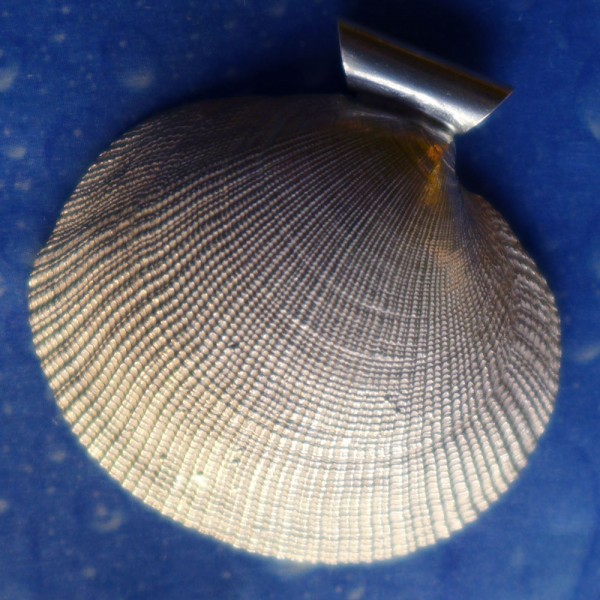 Muschelschmuck Kettenanhänger Silber