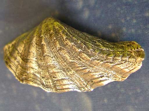 Wellenmuschel small Pin